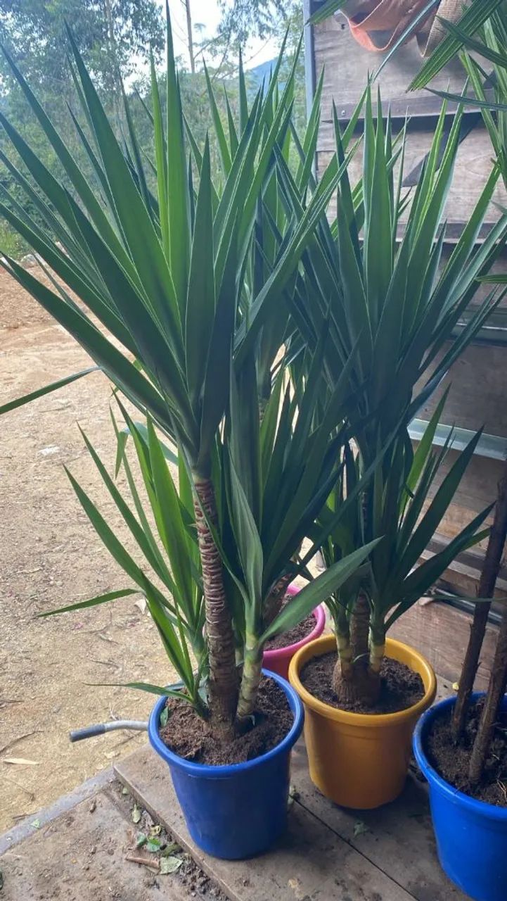 Plantas ornamentais  - Foto 3