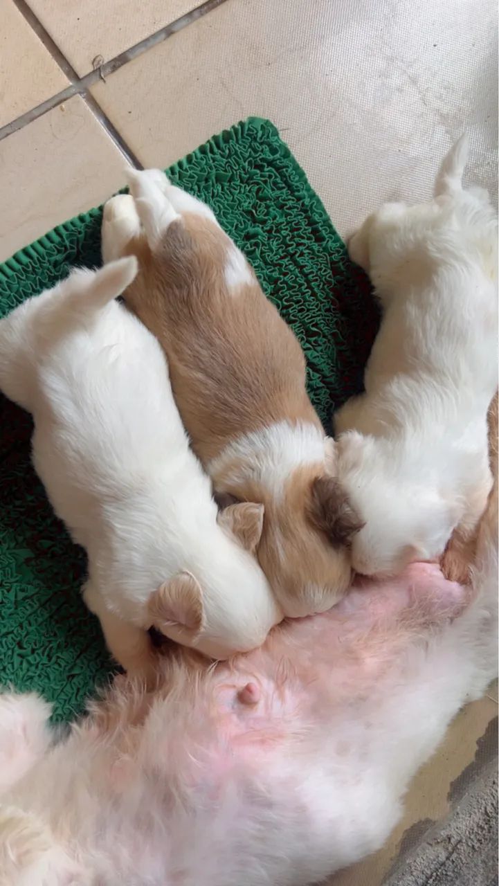 Filhotes de Shih-Tzu Disponíveis  - Foto 3