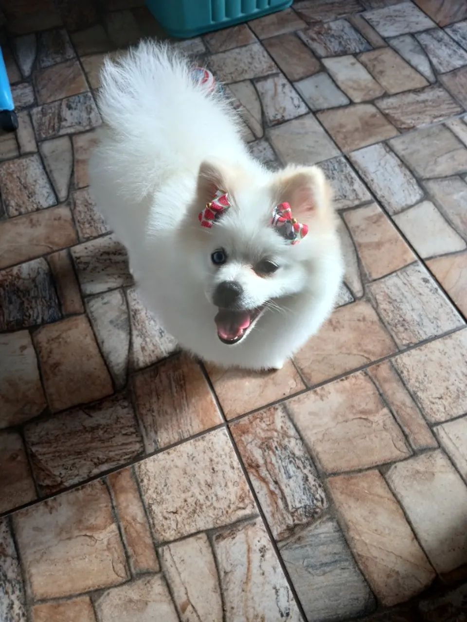 Lulu da pomerane - Foto 5