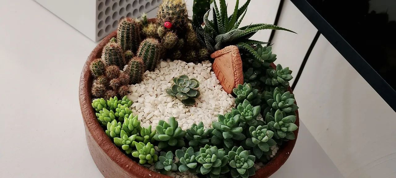 Terrário  - Foto 4