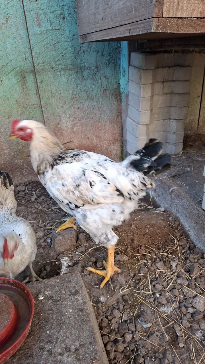 Galo e galinha  - Foto 3