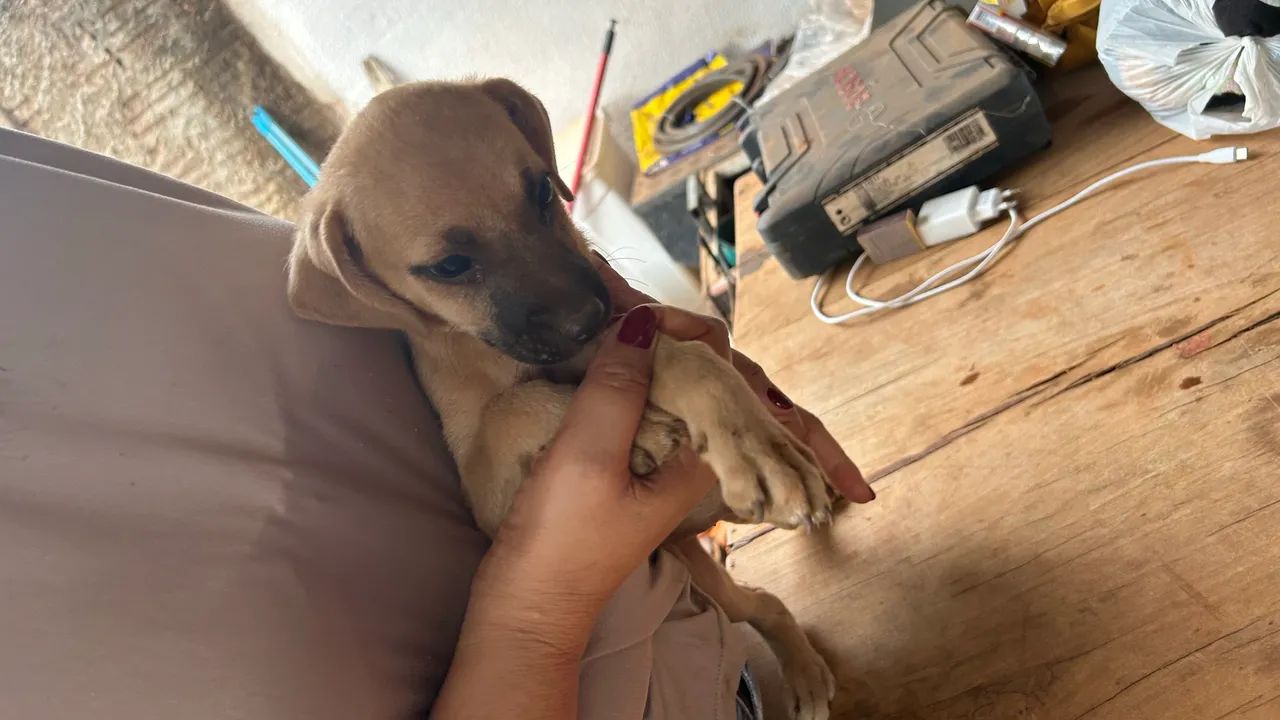 Cães para adoção  - Foto 4