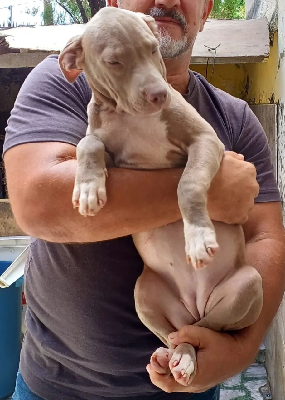 Animais - Foto 5