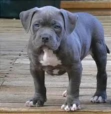 Pitmonster para doação 