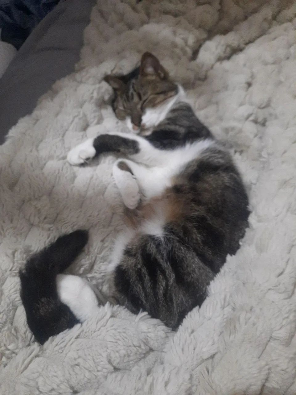 Gatos para adoção responsável  - Foto 2