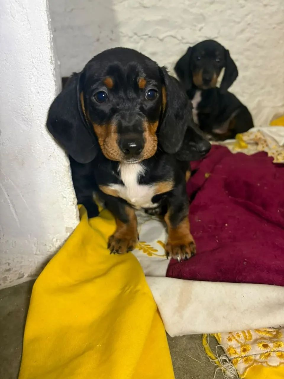 Dachshund  Macho  - Foto 4