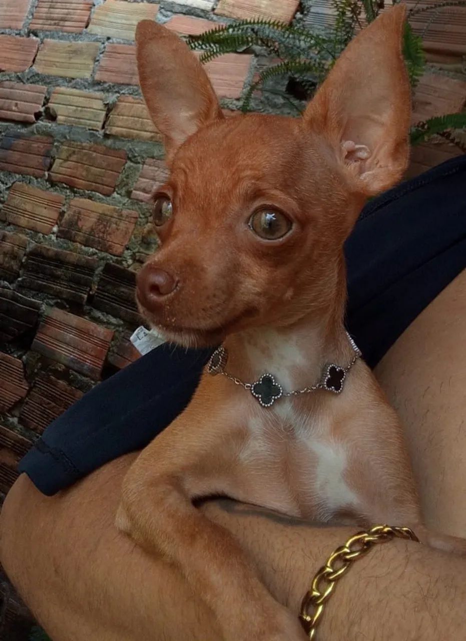 Pincher 0 - Foto 5