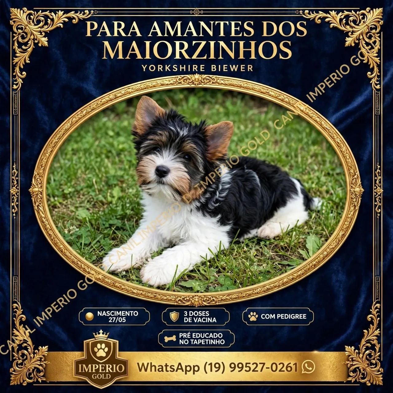 Yorkshire biewer terrier