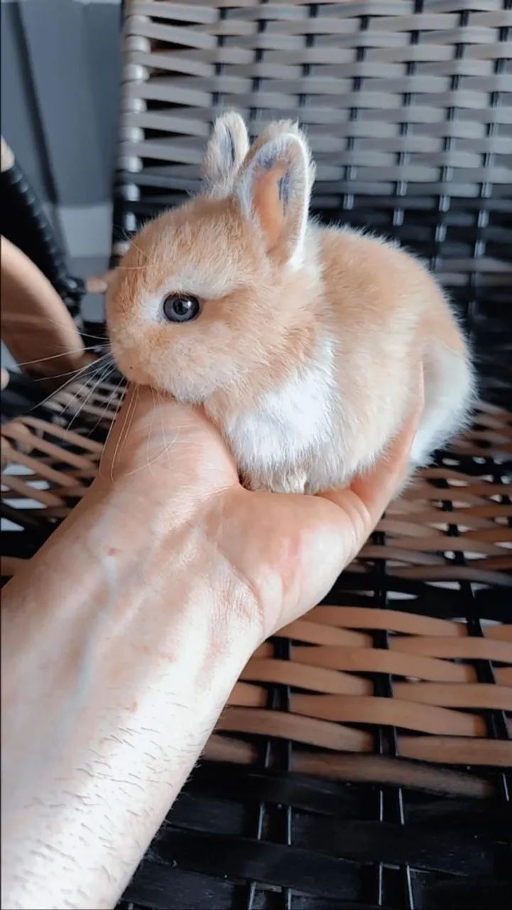 Vendo coelhos anão netherland padrão show,do tamanho da mão  - Foto 4