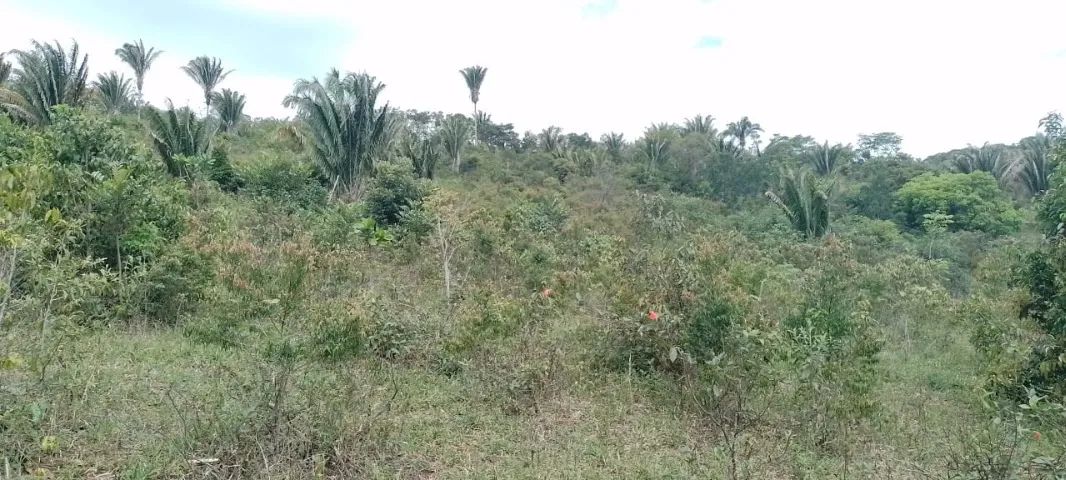 Propriedade rural à venda - Foto 2