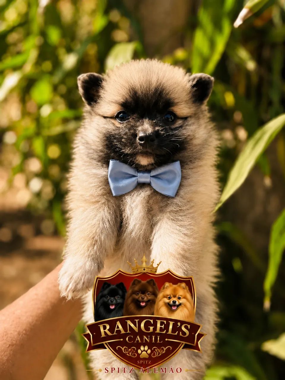 Spitz alemão com pedigree  - Foto 3