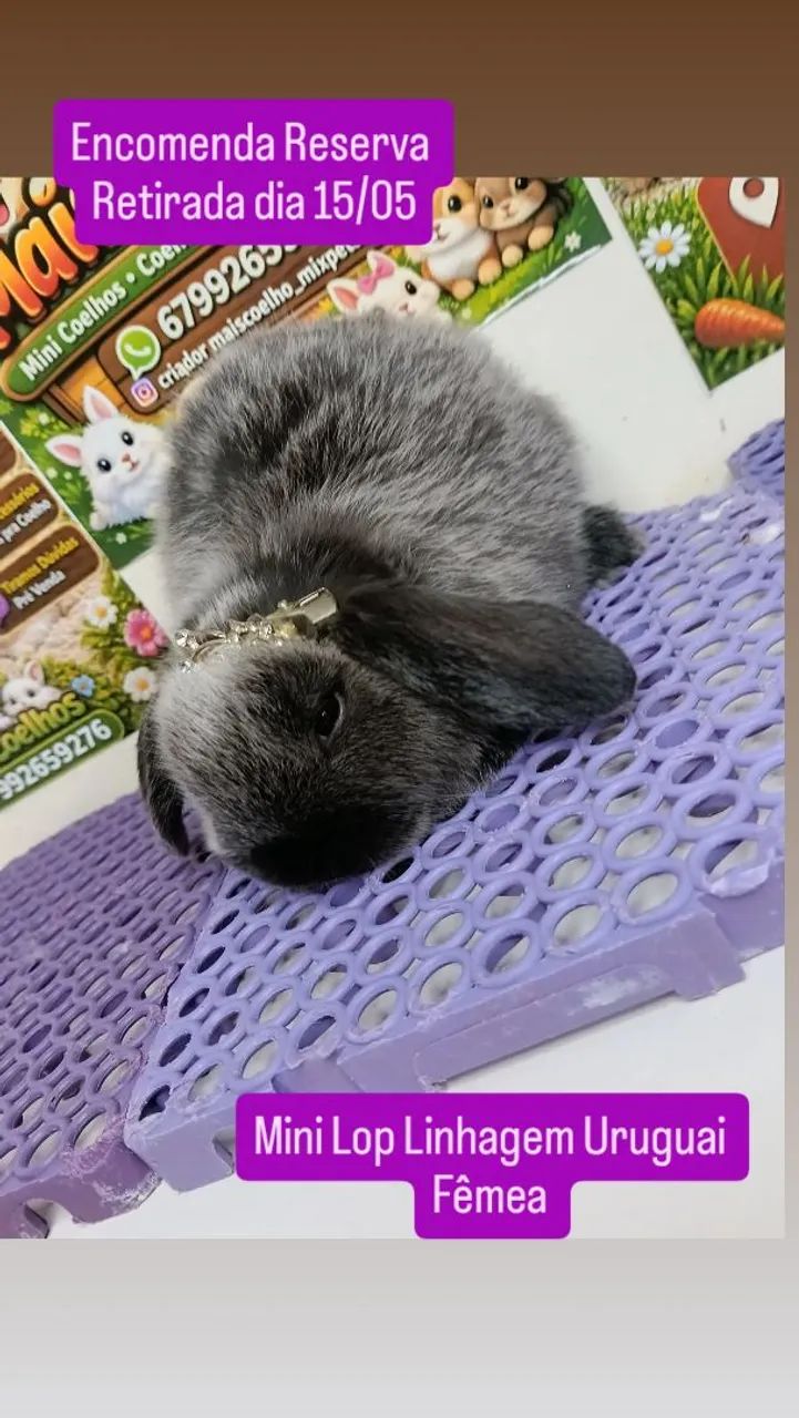 Mini Coelho Variadas Raças e Valores  - Foto 2