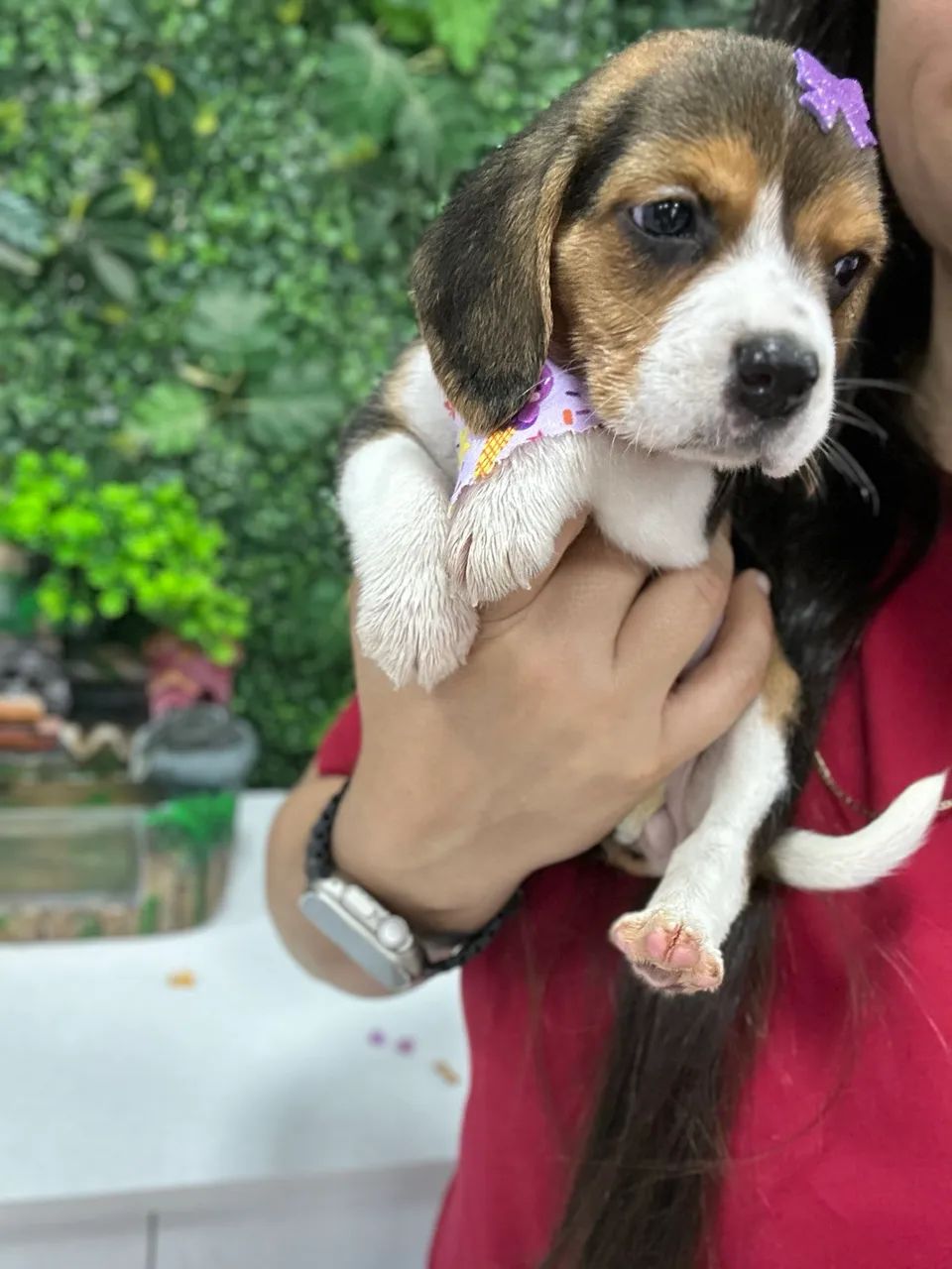 Beagle amoroso 