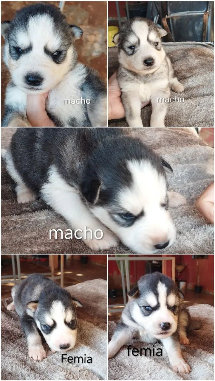 Husky siberiano 