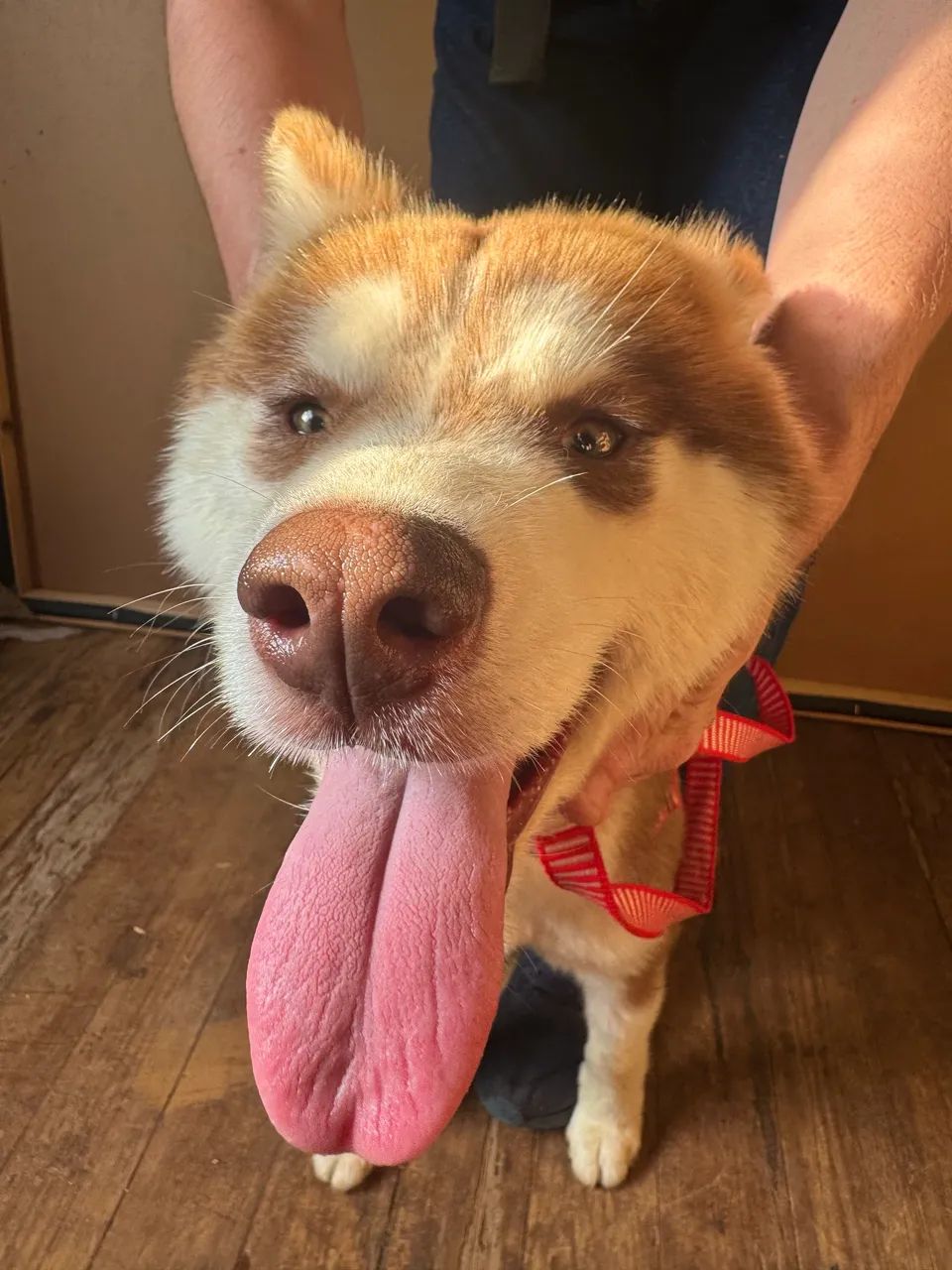 Husky filhote fêmea ( valor negociável ) - Foto 3