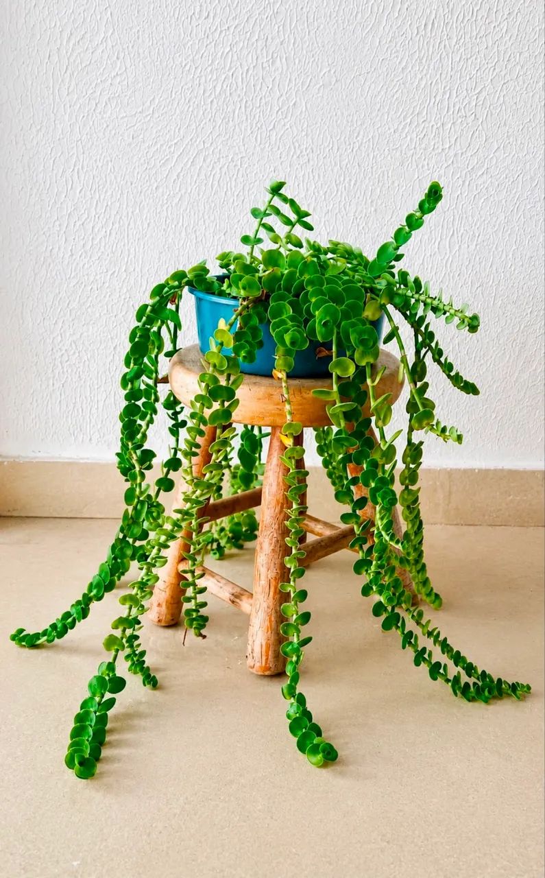 Vendo Plantas Pendentes 2  - Foto 4