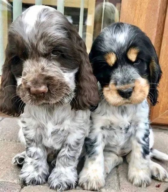 Cocker Ingles  - Foto 2