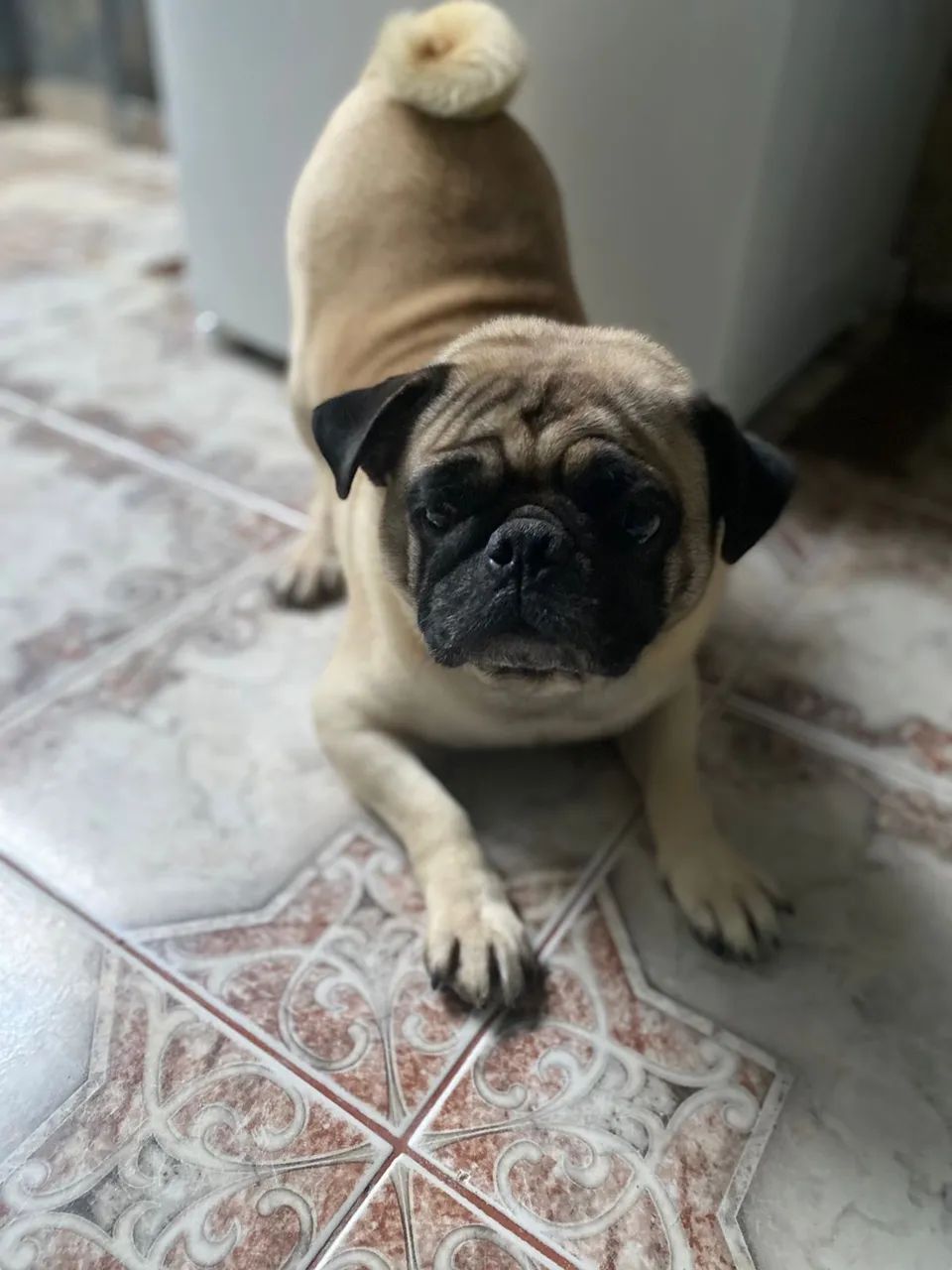 Cachorro pug - Foto 5