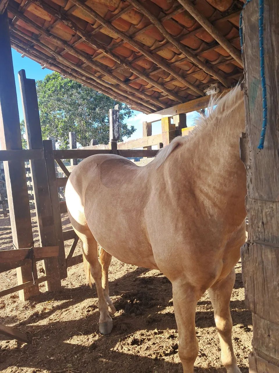 CAVALO QUARTO DE MILHA  - Foto 3