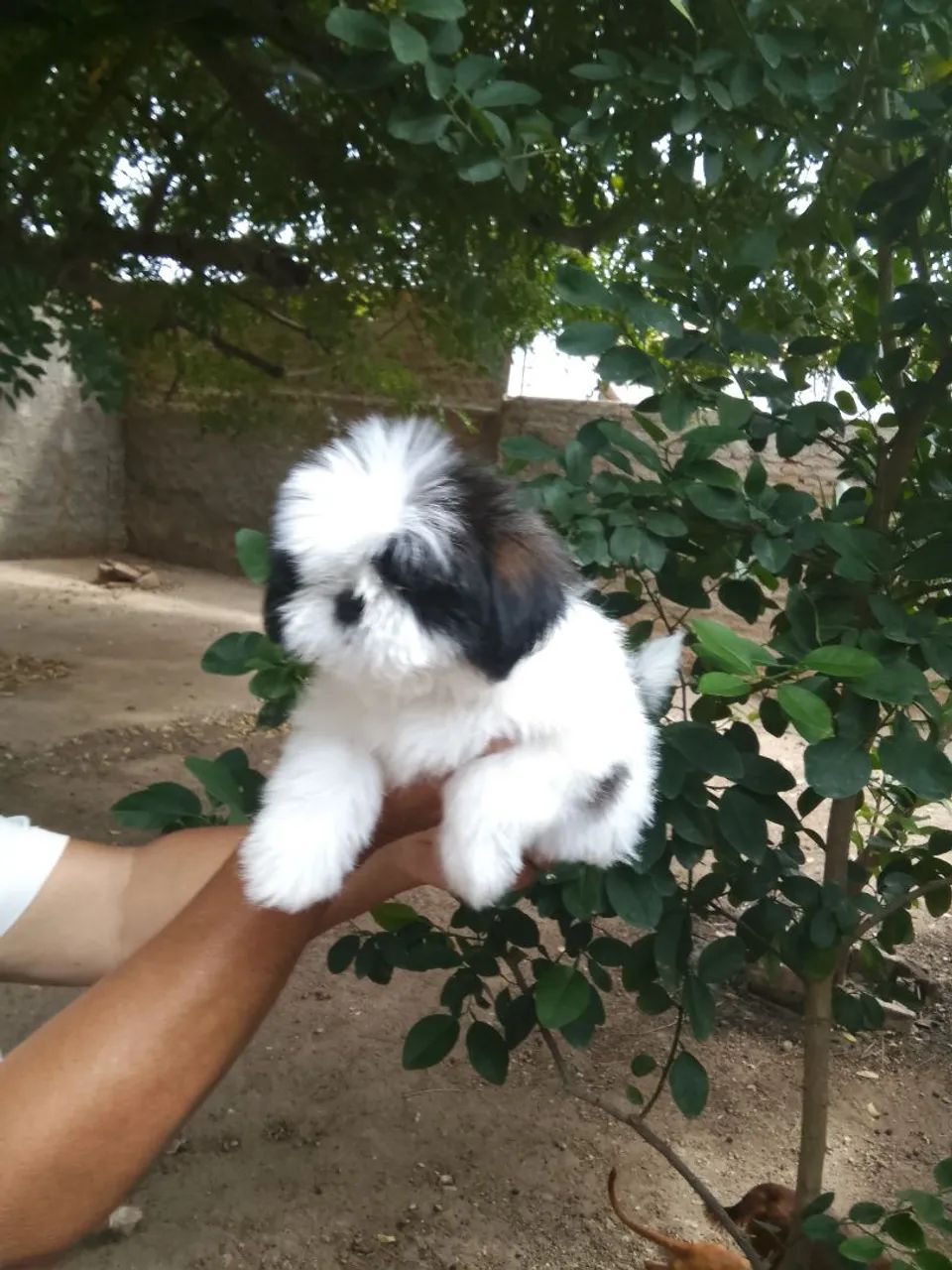 Shih tzu fígado e tricolor  - Foto 5