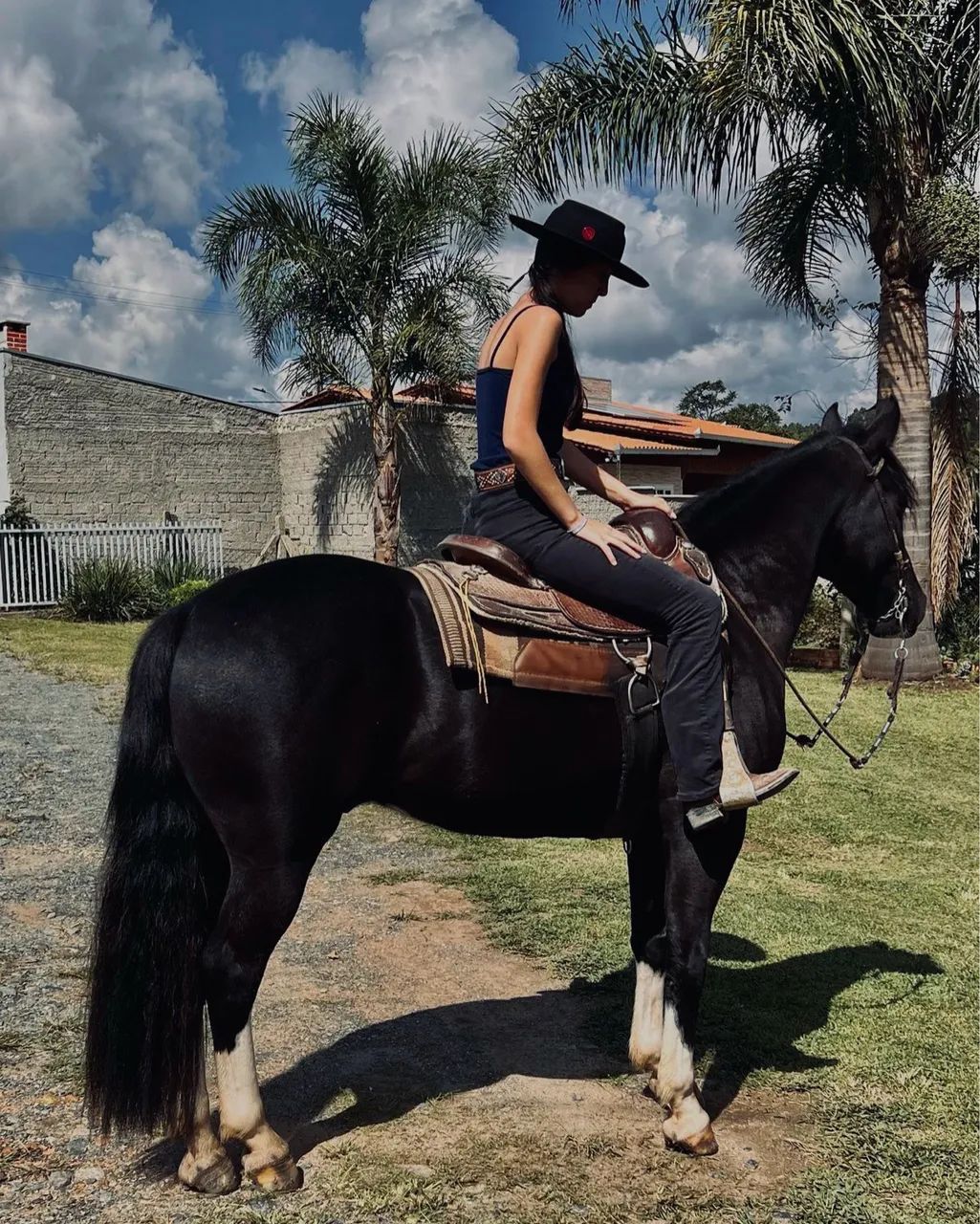 cavalo crioulo  - Foto 3