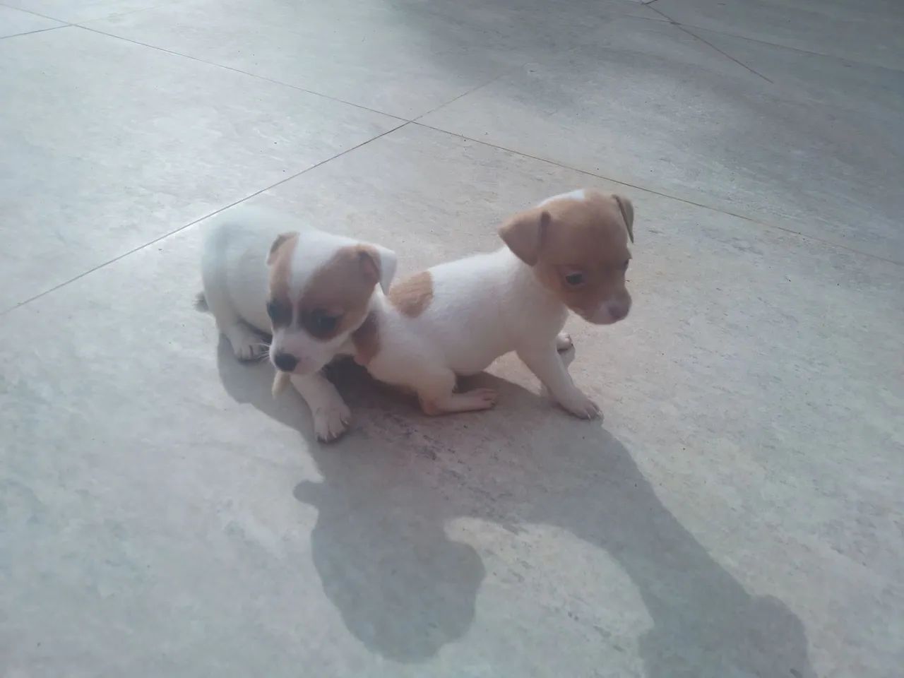 Filhotes de Jack Russell cães de alta linhagem  - Foto 3