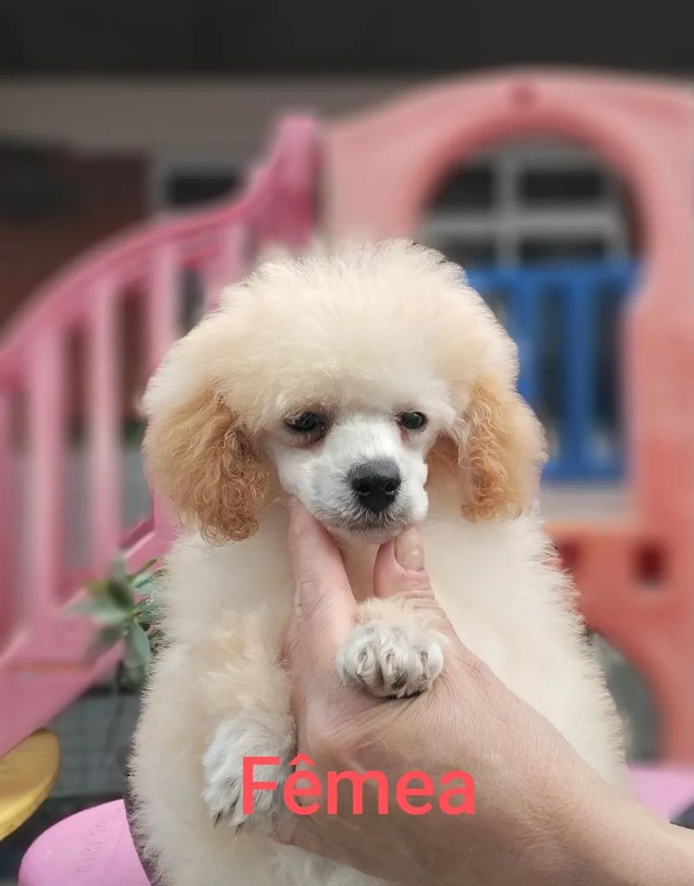 Poodle toy - Foto 4