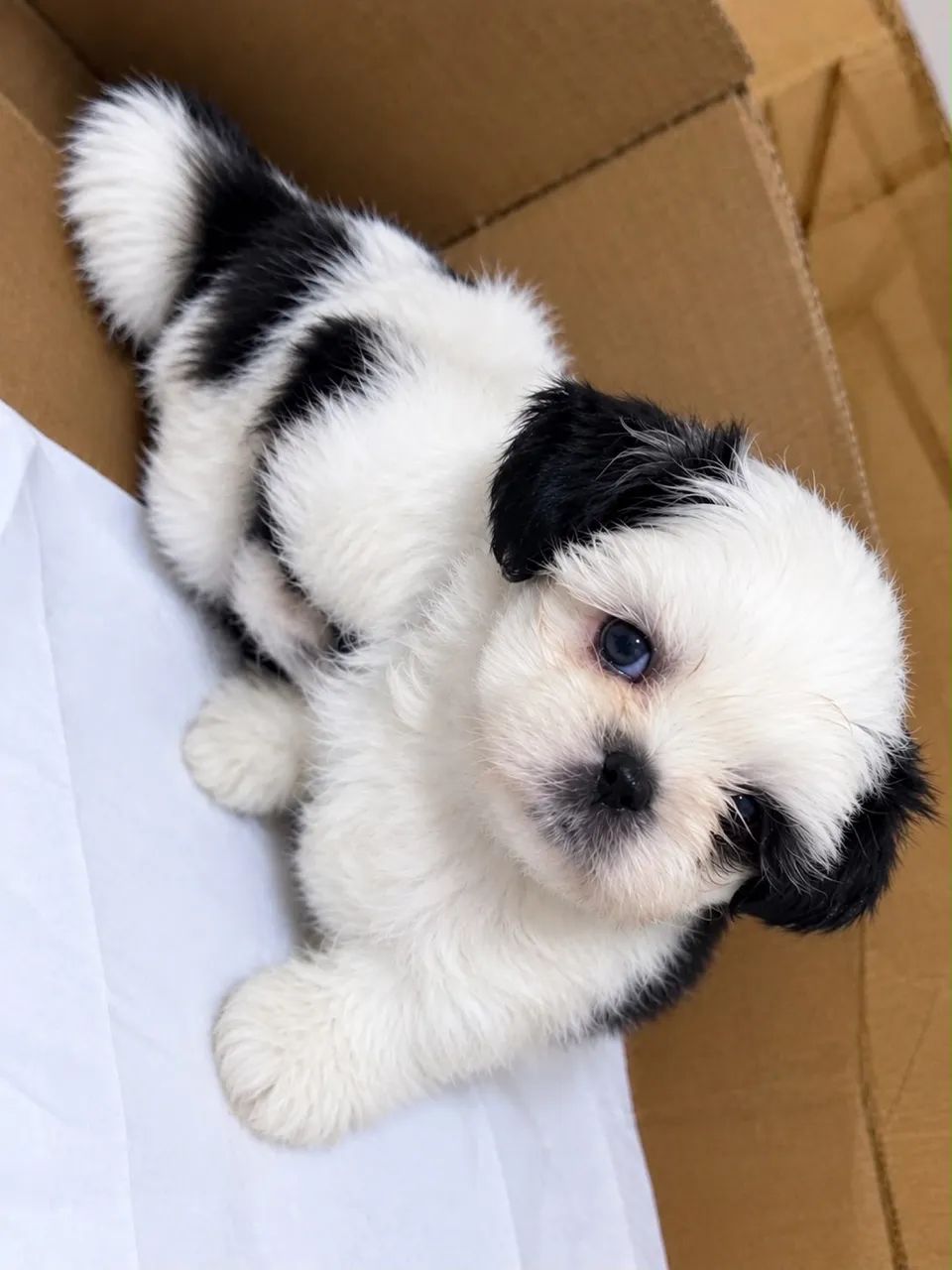 Pandinha macho