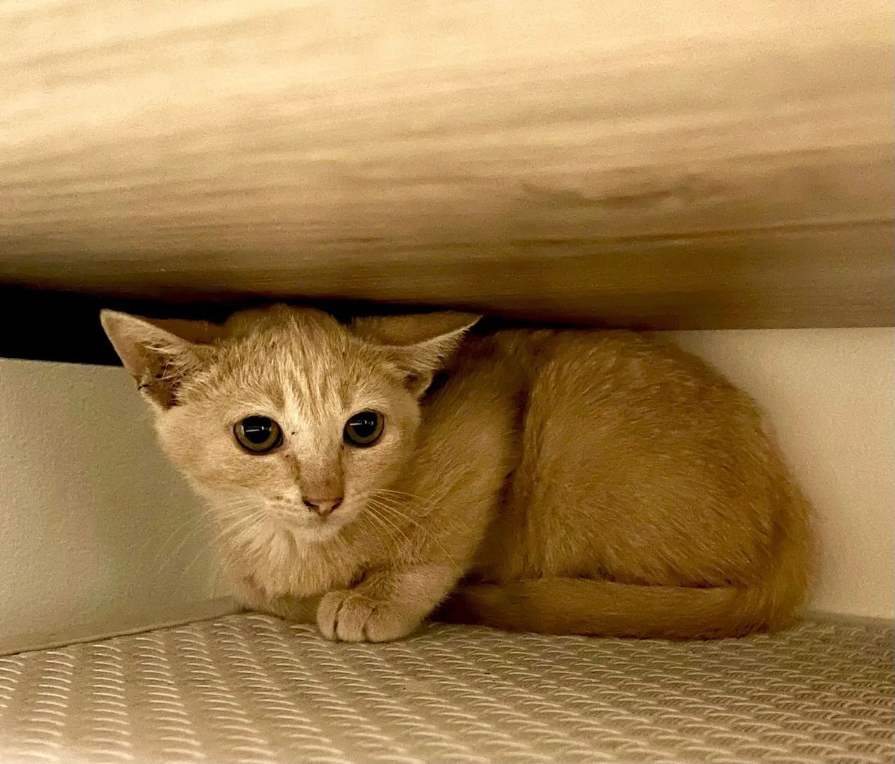 Gatinho Laranja Filhote Macho para adoção - Rio de Janeiro RJ - Foto 3