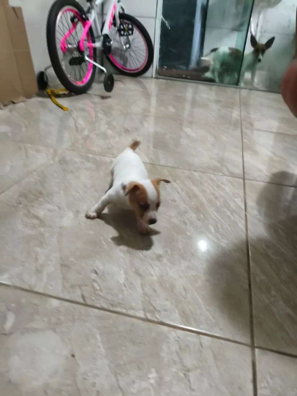 Filhotes de Jack Russell  - Foto 3