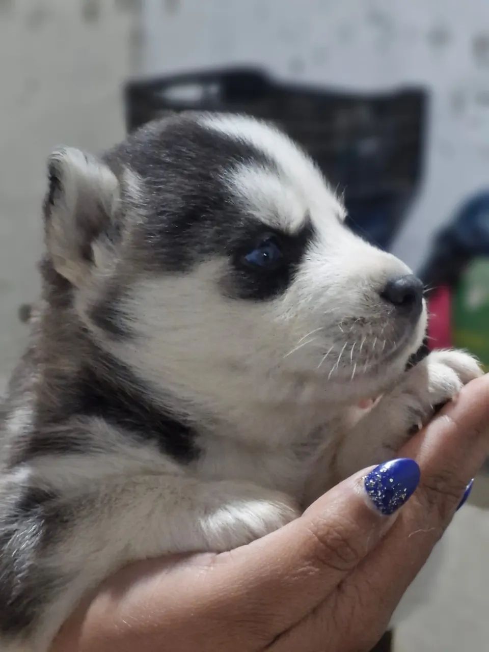Huskey - Foto 5