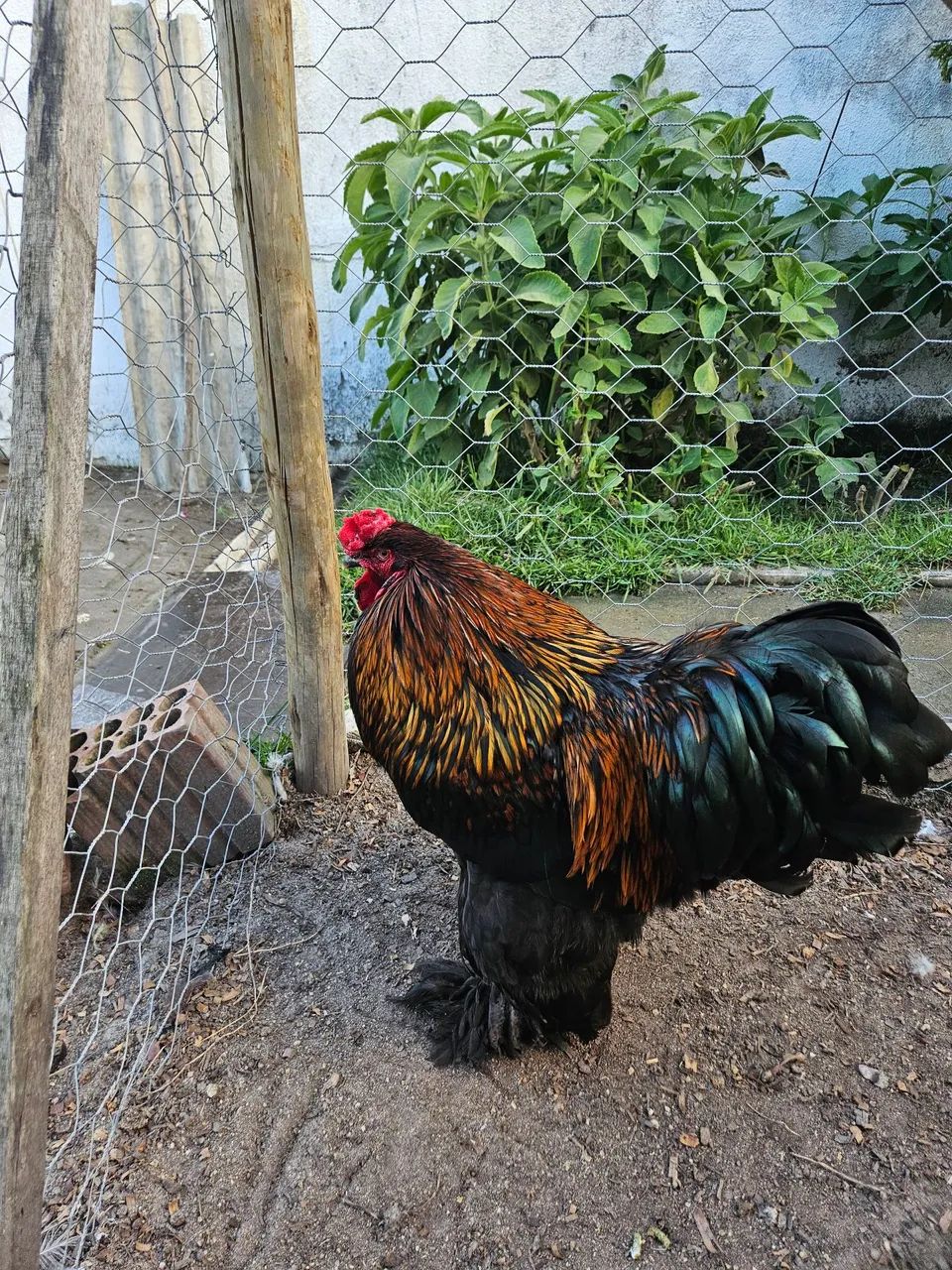 Brahma - Foto 4