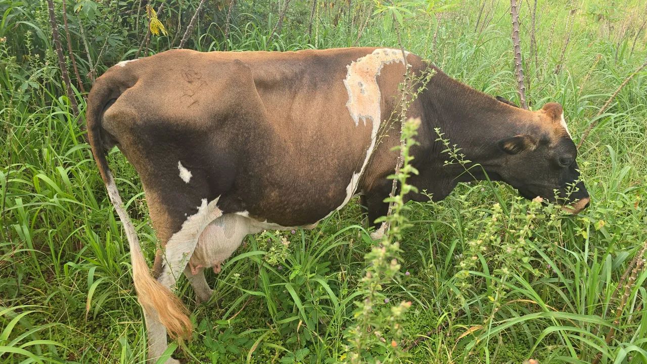 Vaca Jéssica com holandesa * 