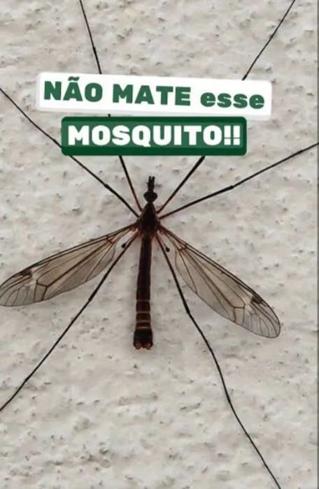Dedetização  - Foto 2