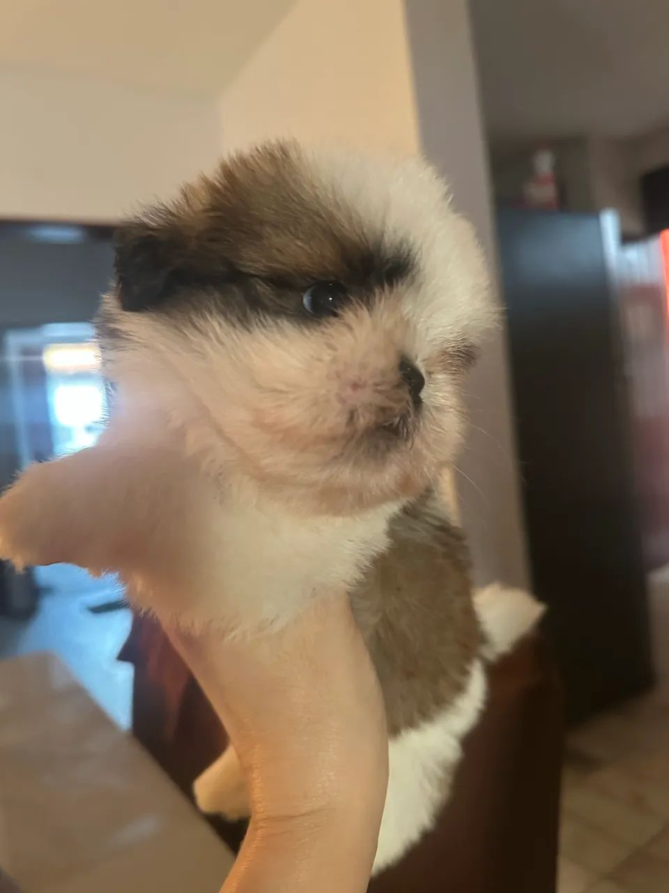 Shihtzu  - Foto 2