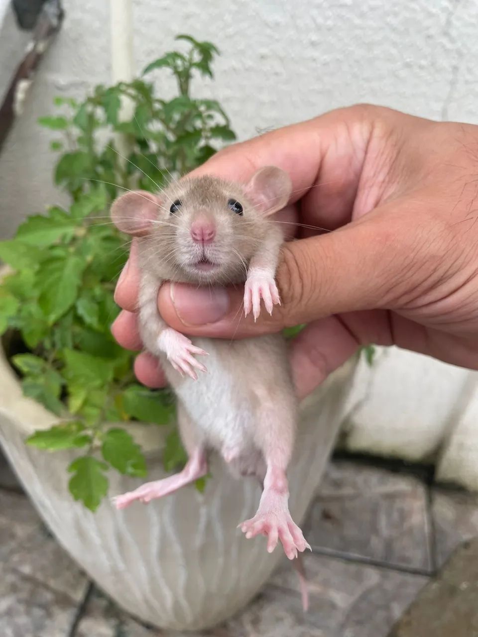 Ratos Twister  - Foto 4