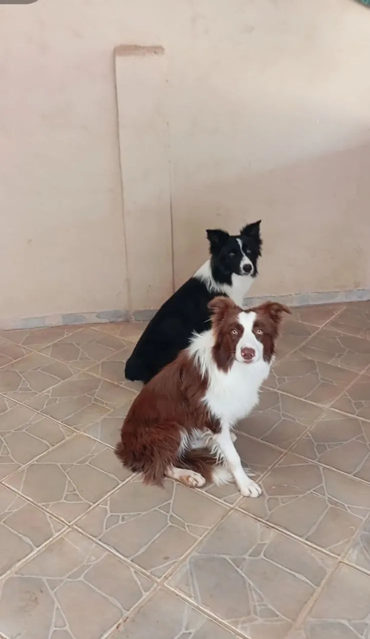 Filhotes border collie  - Foto 3