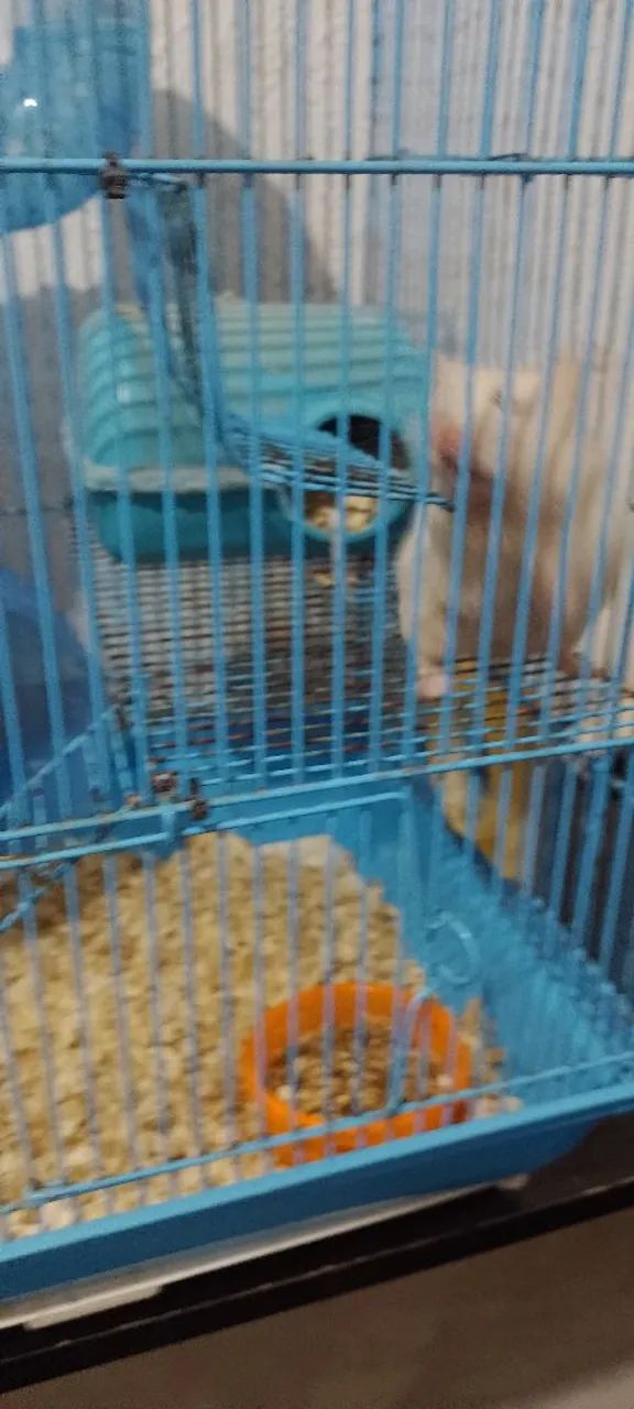 HAMSTERS SÍRIOS LEGÍTIMOS  - Foto 5