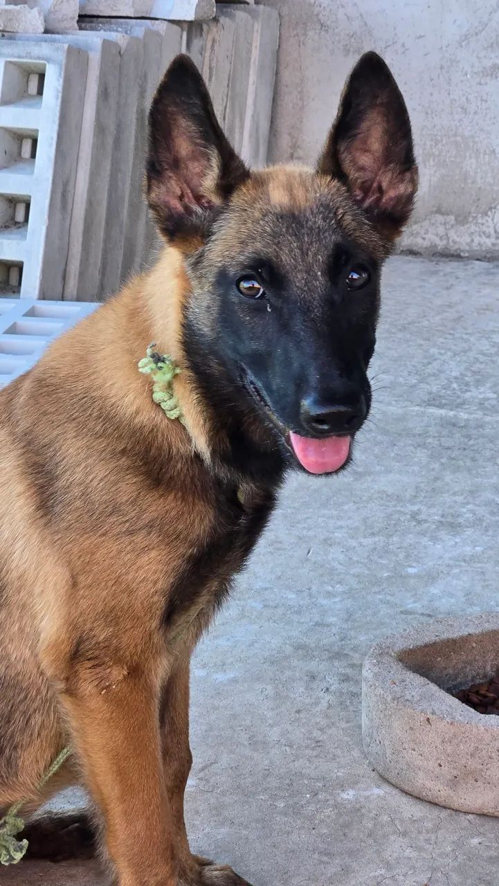 Pastor Belga Malinois puro - Foto 4