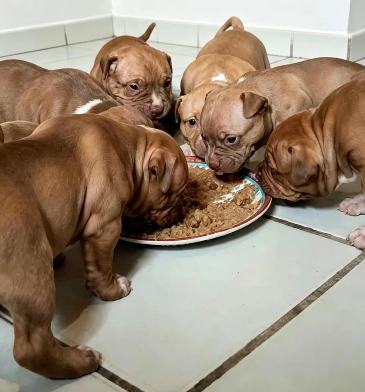 Filhotes de Pitbull puro ? - Foto 3