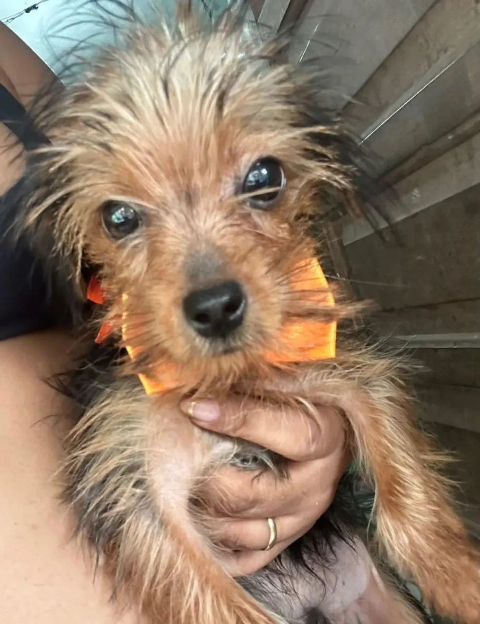 Yorkshire terrier 