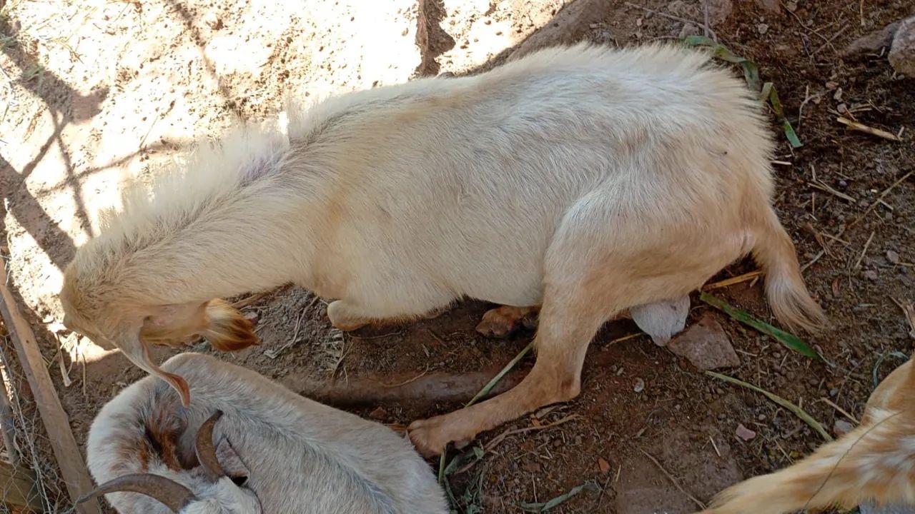 Cabritos e cabras