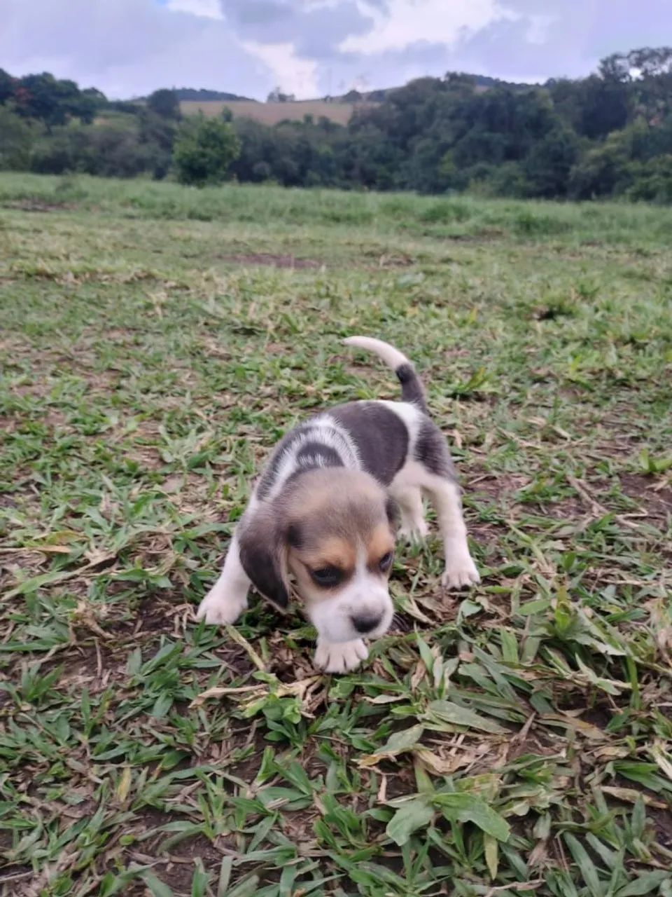 Filhotes Beagle Disponíveis - Foto 5