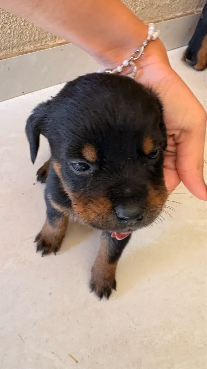 cachorro rottweiler 