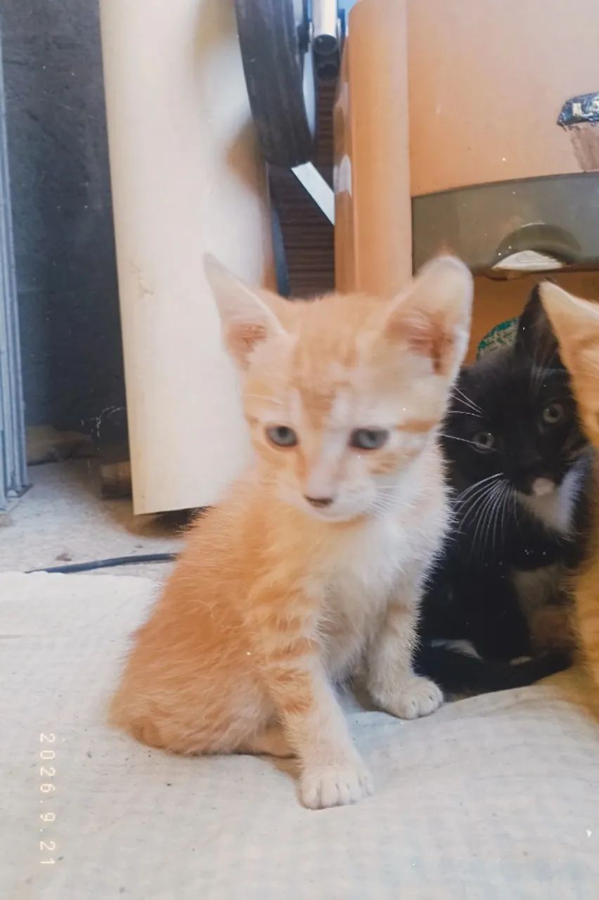 Doação de gatos  - Foto 5