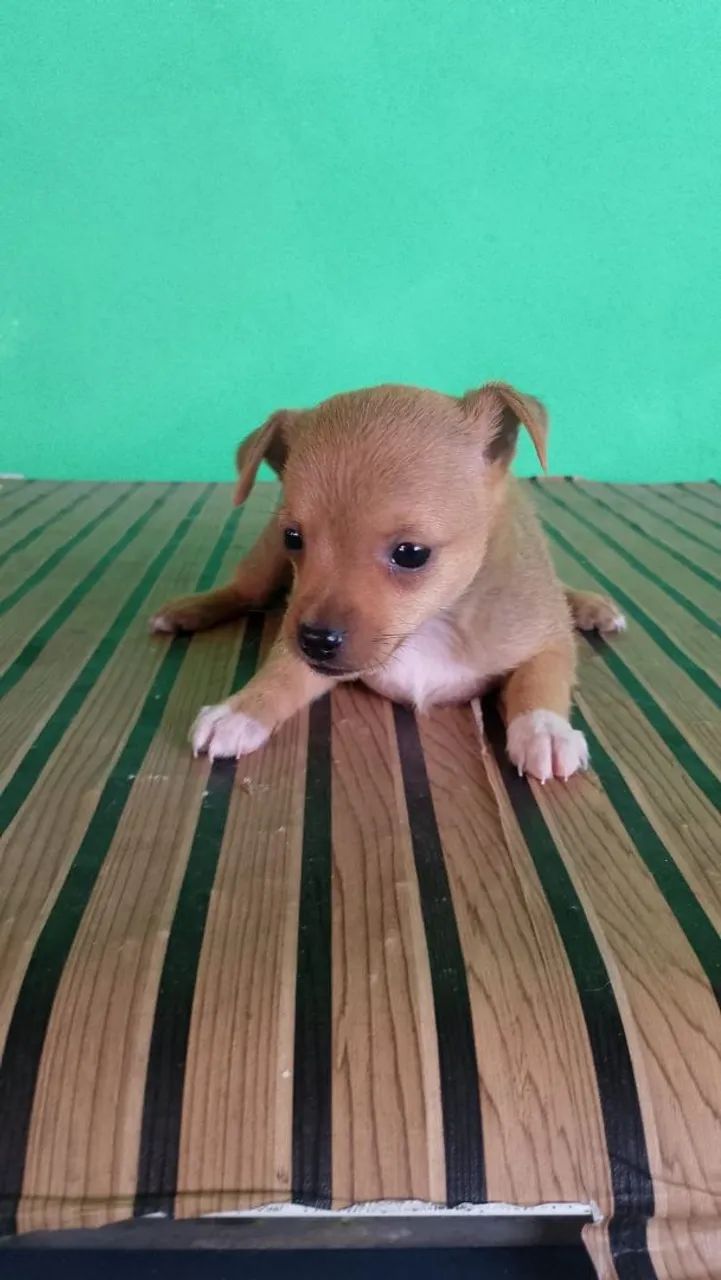 Filhotes de pinscher - Foto 3