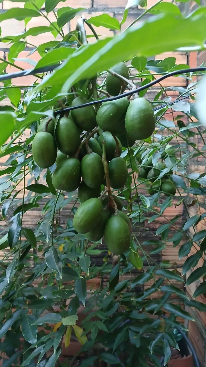 Pé de cajarana Anã - Foto 2
