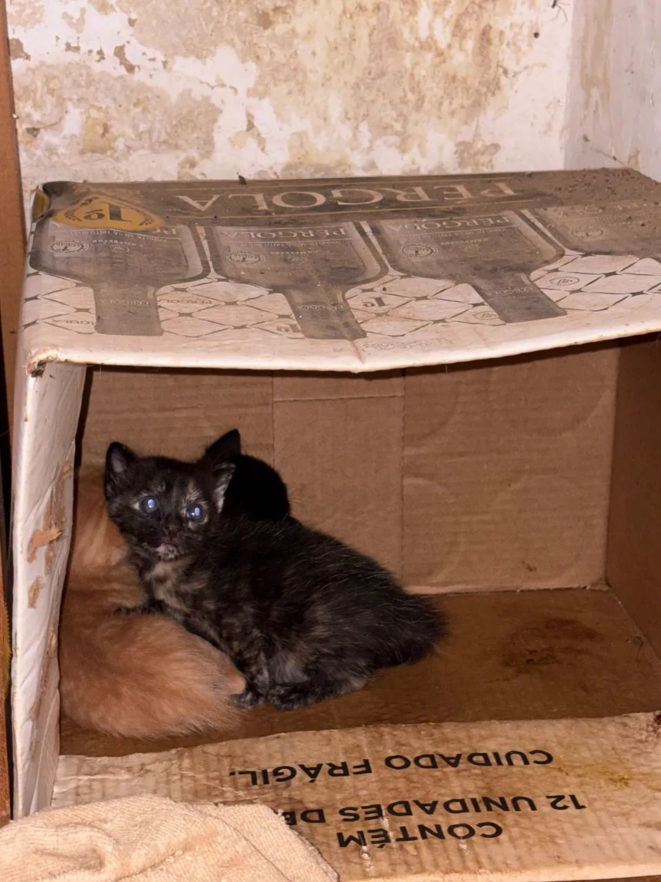 Doação de gatos!  - Foto 4