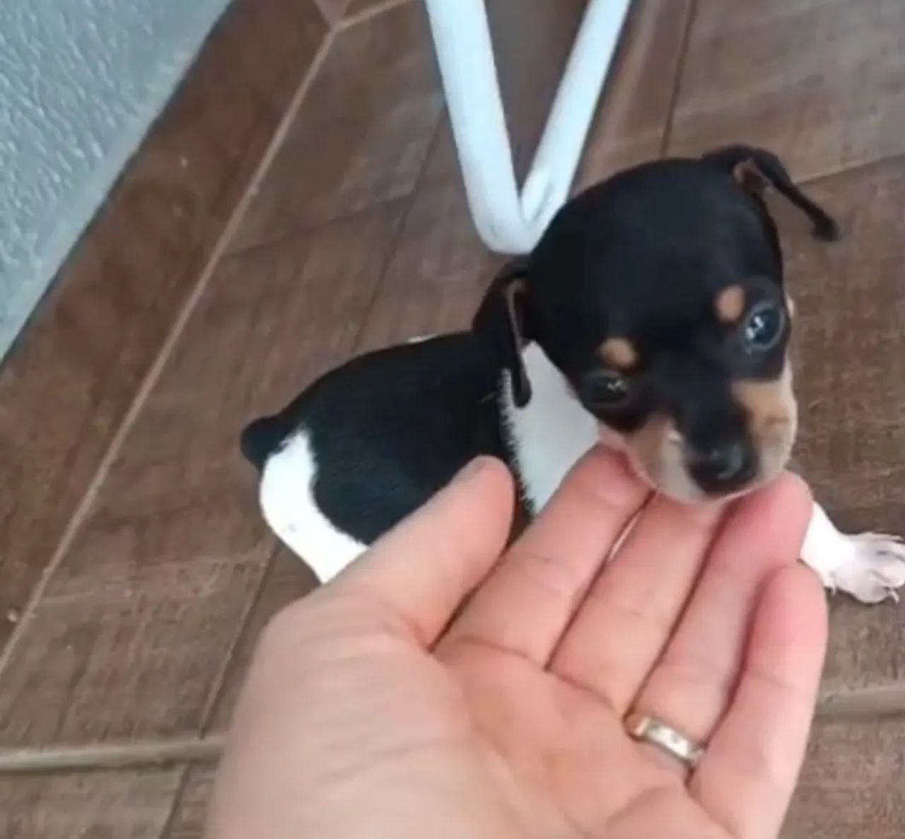 Pinscher Bicolor 