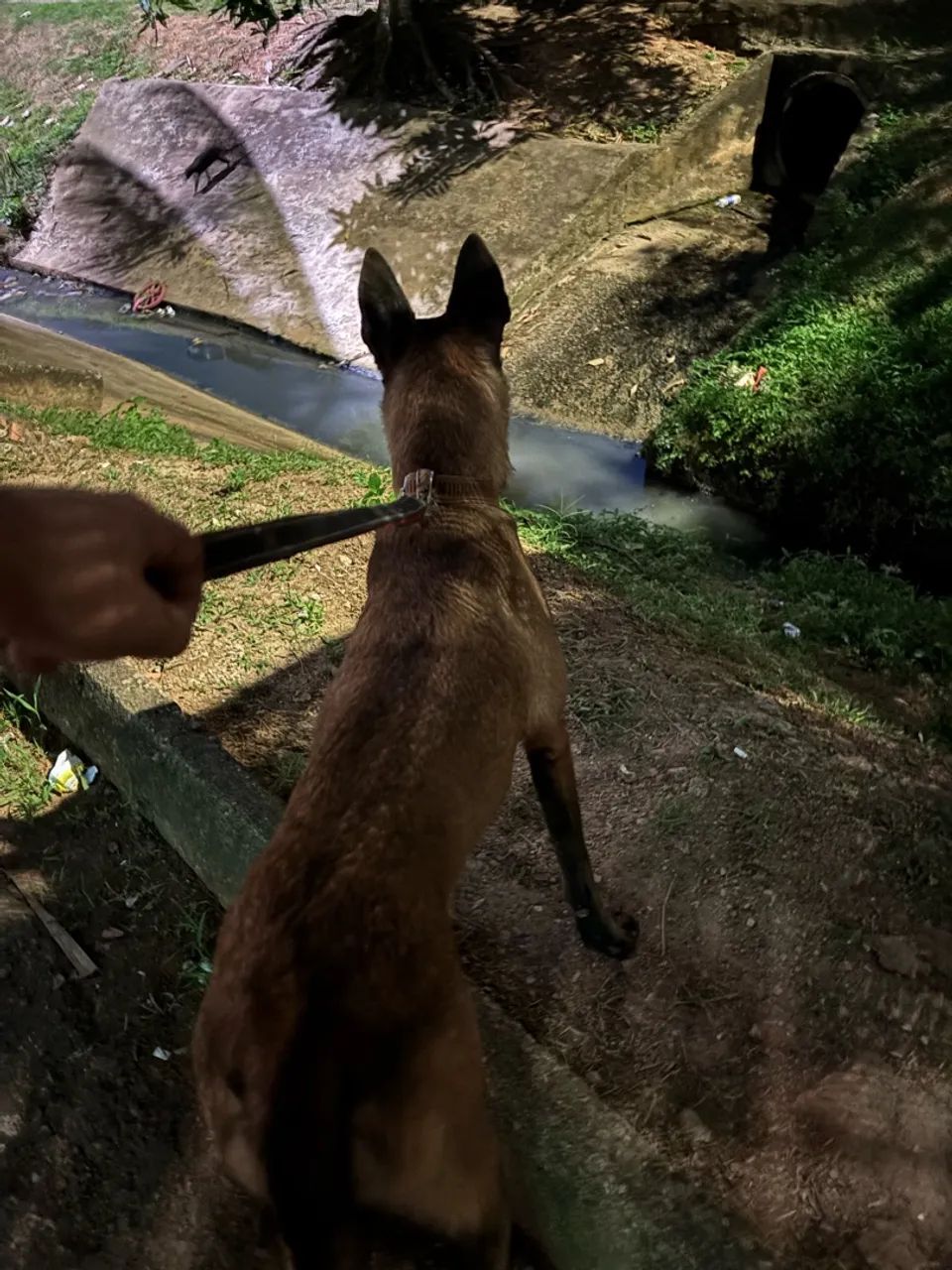 Pastor belga Malinois  - Foto 3